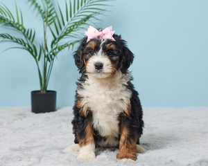 Ally Mini Bernadoodle